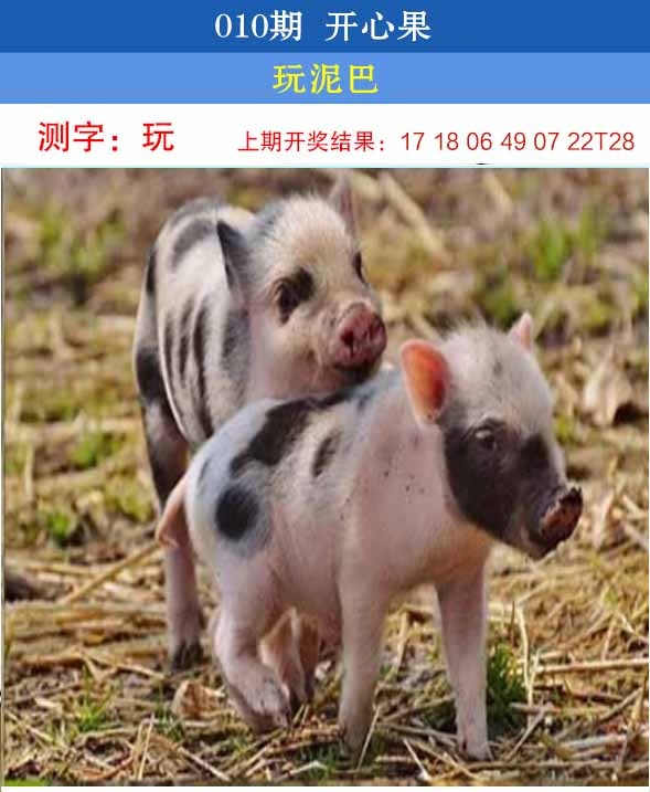 010期开心果[图]