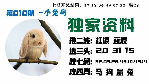 010期小兔鸟[图]